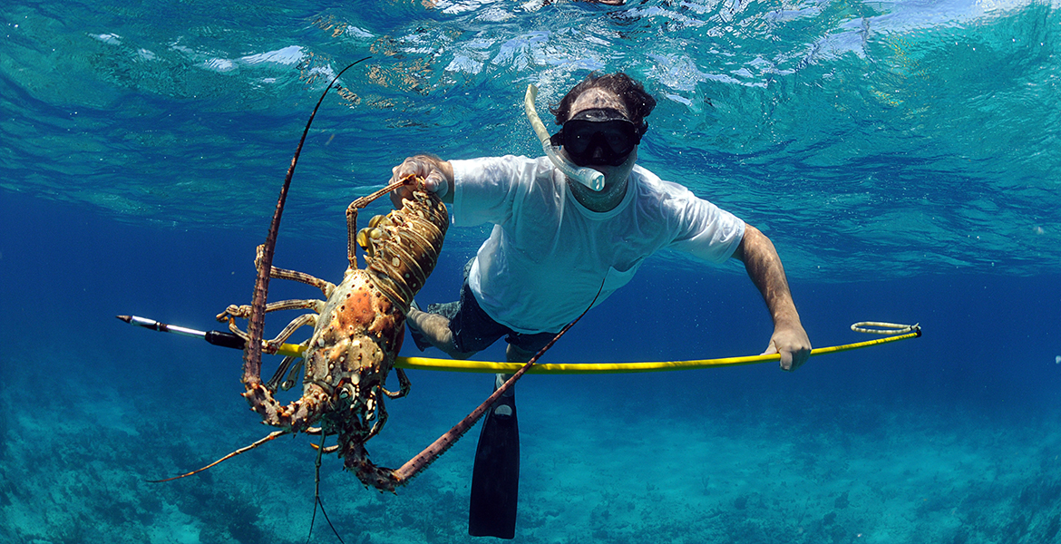 Spiny Lobster
