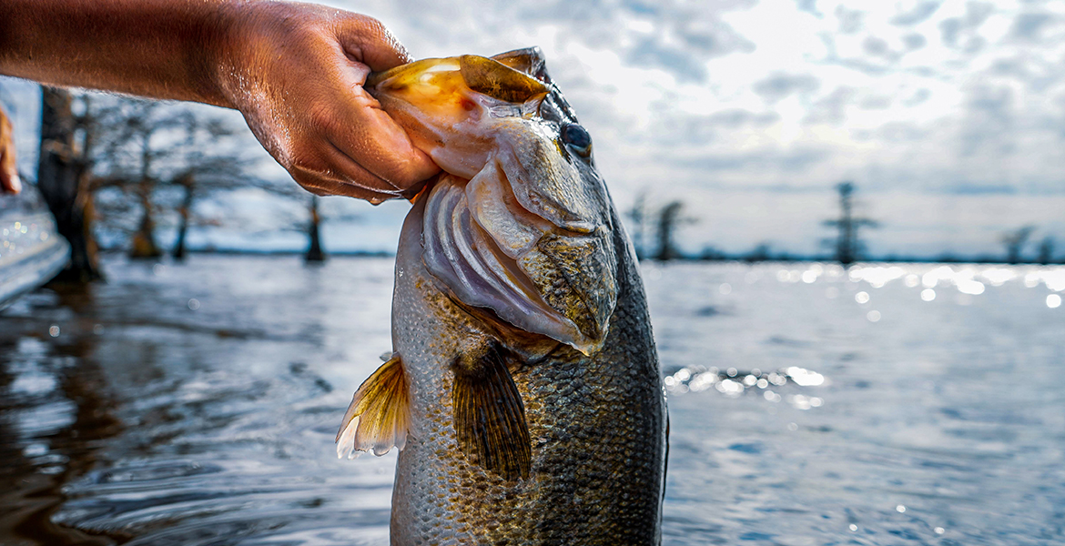 Largemouth Bass